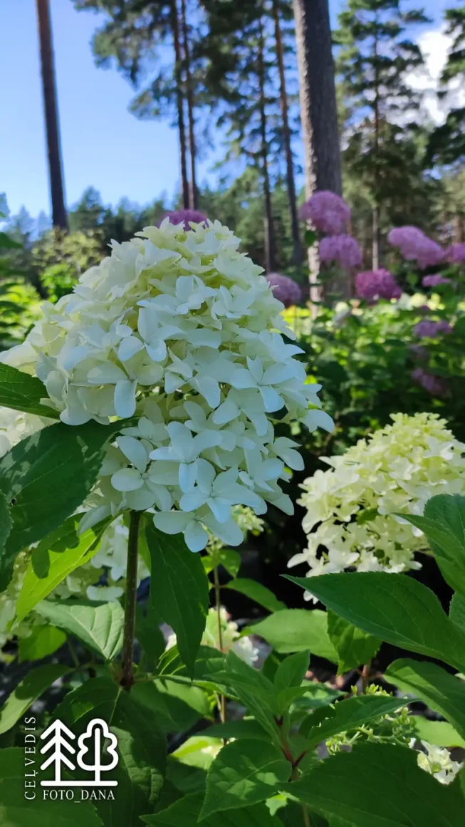 Hydrangea paniculata   SKYFALL = 'Frenne'